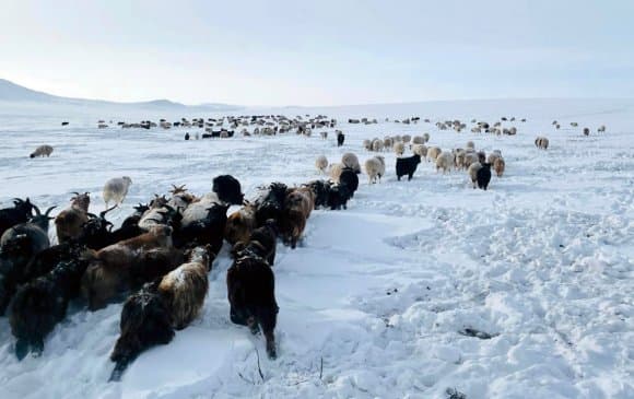 Зудын урьдчилсан төлөв гарлаа